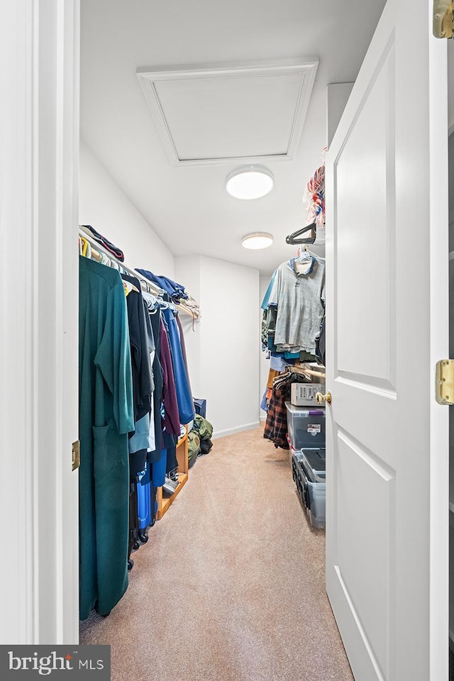 spacious closet featuring attic access and carpet floors