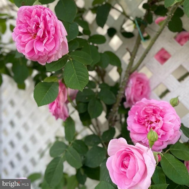 1700 Verbena St NW, Washington, DC 20012 - view of details