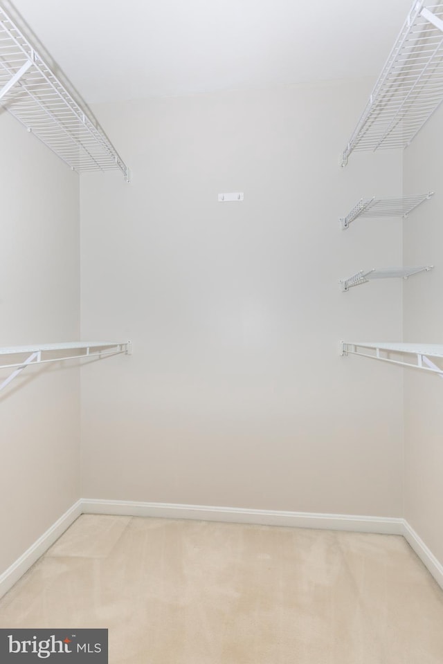 spacious closet featuring carpet flooring