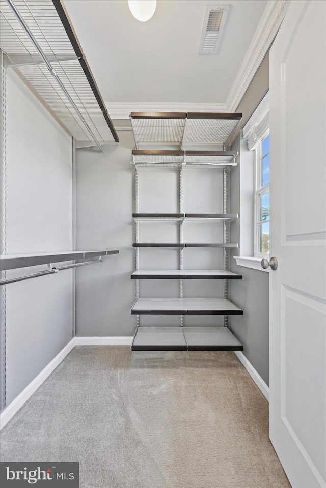 walk in closet featuring visible vents and carpet flooring