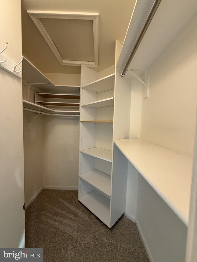 spacious closet with carpet floors