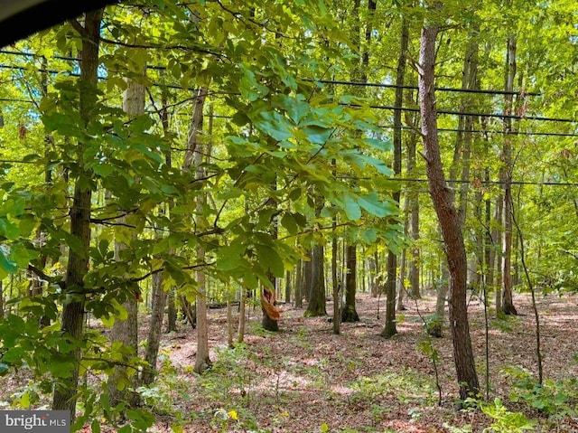 view of local wilderness