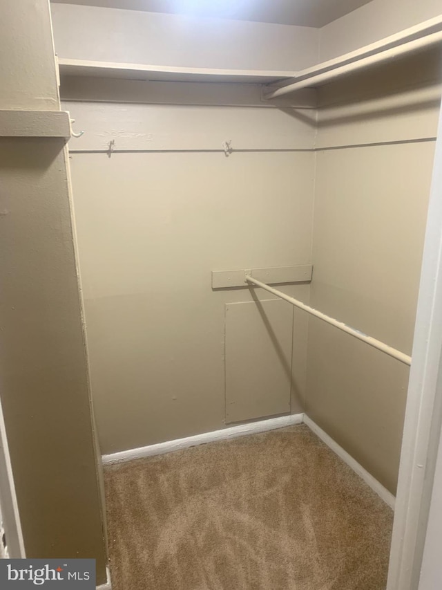 walk in closet with carpet flooring