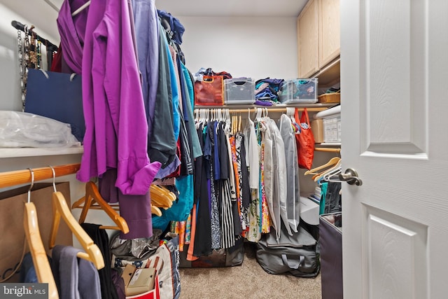 spacious closet featuring carpet