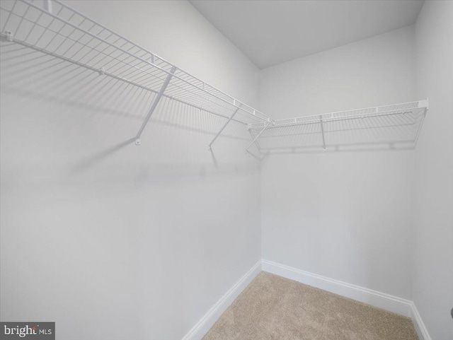 walk in closet with carpet floors