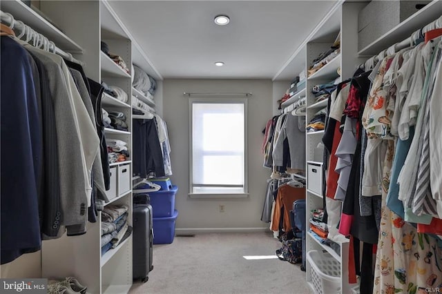 walk in closet with carpet floors