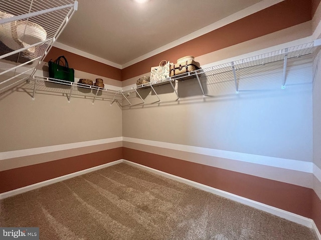 walk in closet with carpet floors