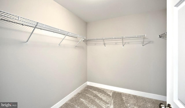 walk in closet featuring carpet