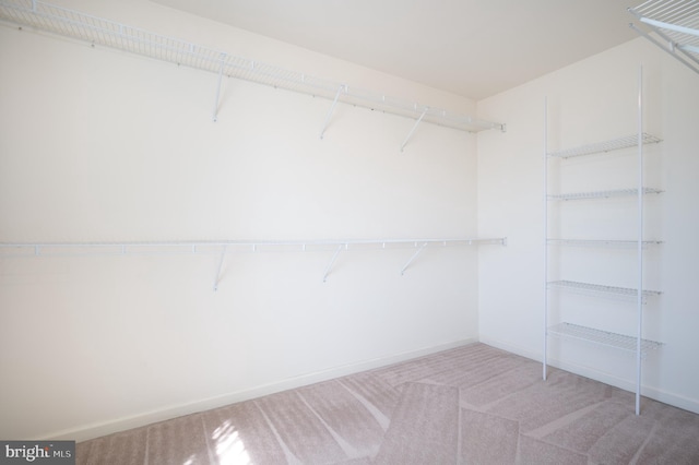 walk in closet with carpet flooring