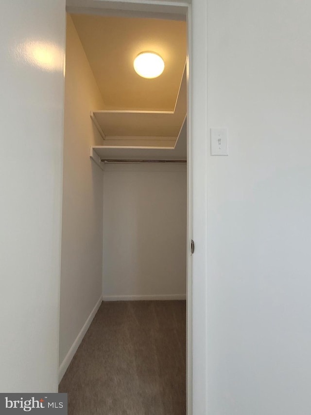 walk in closet with carpet floors