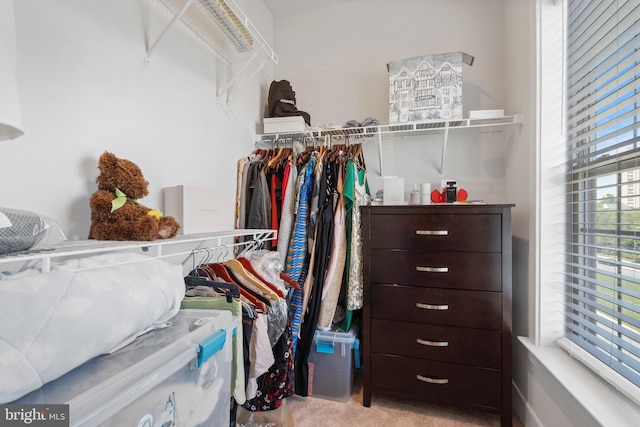 walk in closet with carpet floors