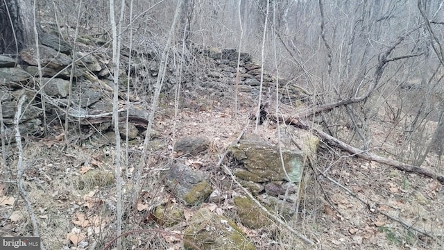 view of local wilderness