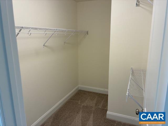 walk in closet featuring carpet flooring