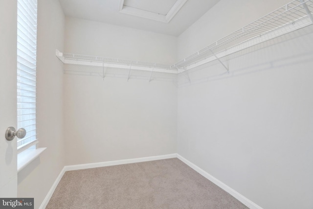 spacious closet featuring carpet and attic access