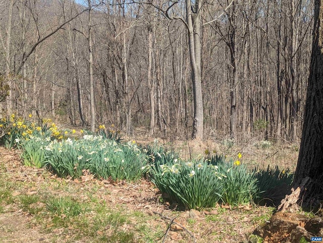 view of nature with a wooded view