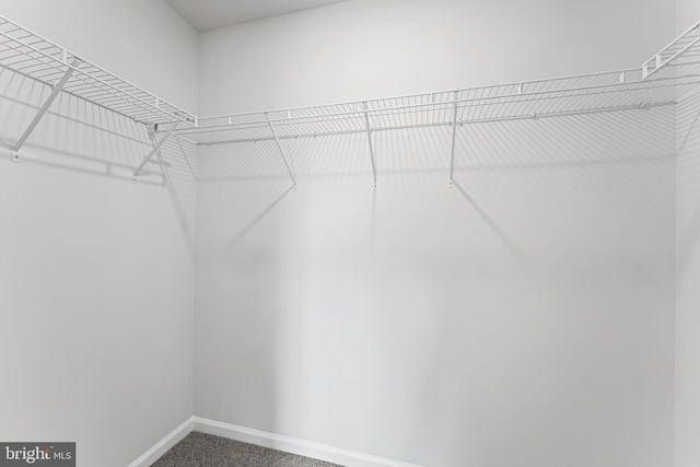 spacious closet featuring carpet