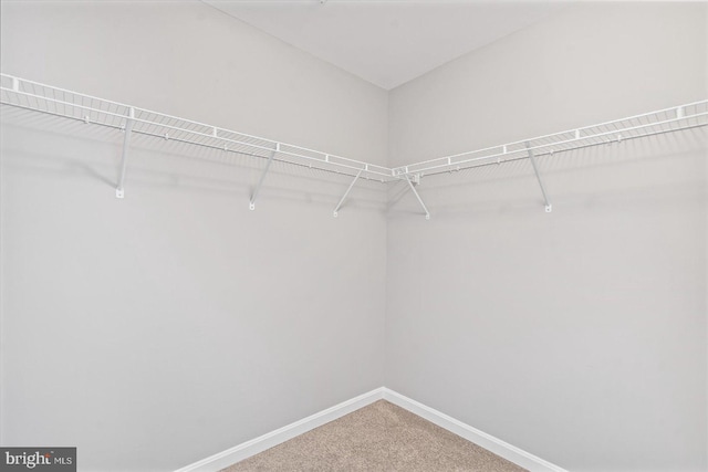 spacious closet featuring carpet floors