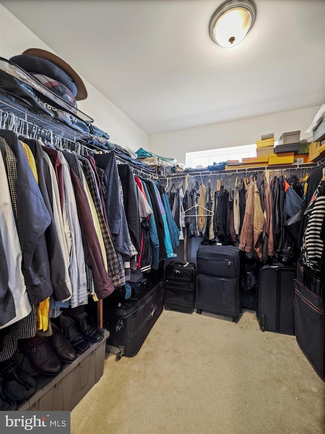 walk in closet featuring carpet flooring