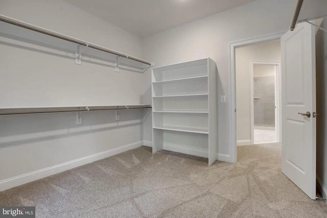 spacious closet featuring carpet flooring