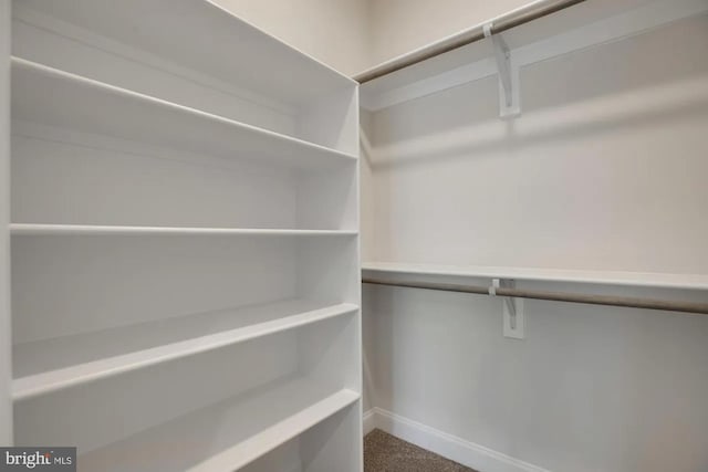 spacious closet featuring carpet flooring