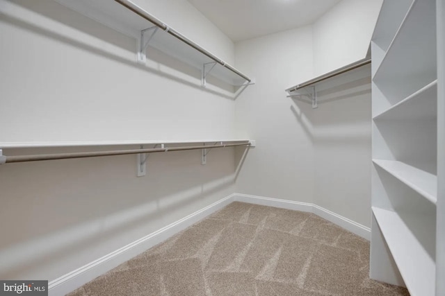 spacious closet featuring carpet floors