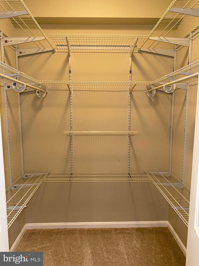 spacious closet featuring carpet flooring