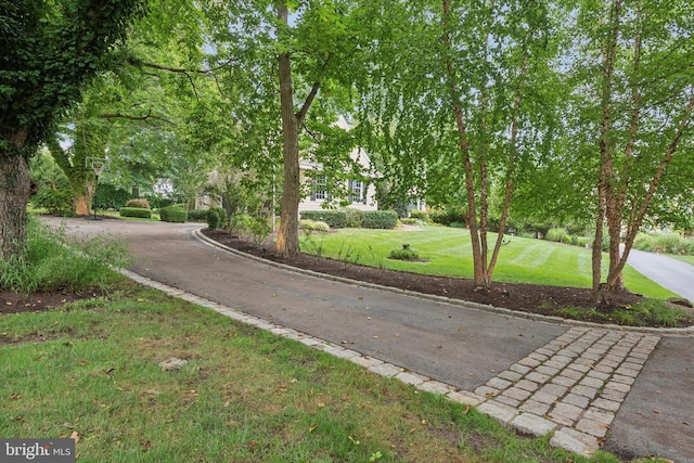 view of street with curbs