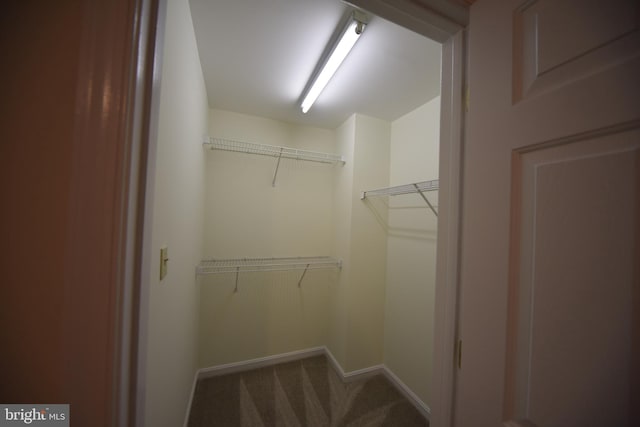 walk in closet featuring carpet floors