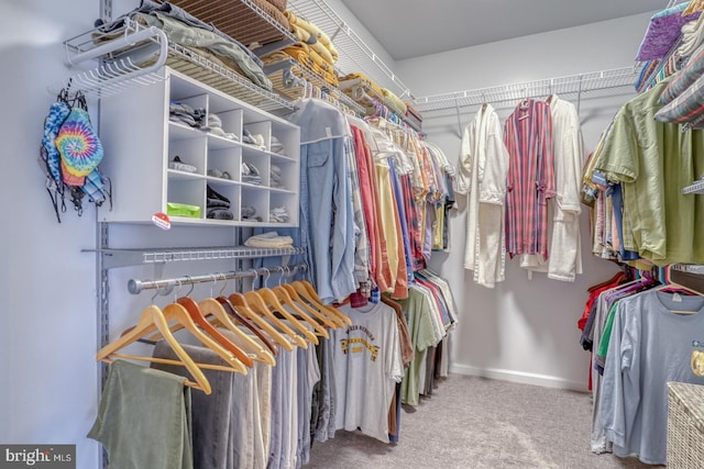 walk in closet featuring carpet flooring