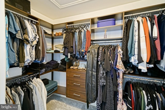 walk in closet with carpet floors