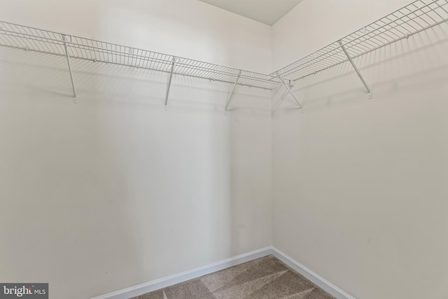 walk in closet featuring carpet flooring