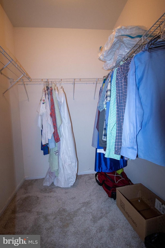 walk in closet featuring carpet flooring