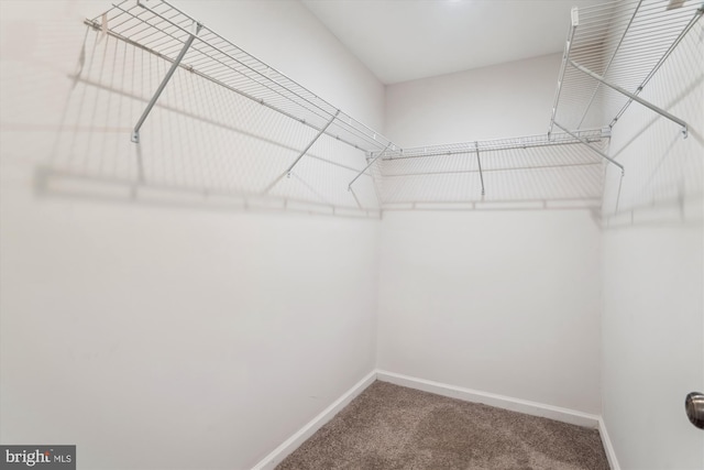 spacious closet featuring carpet floors