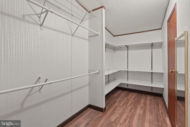 walk in closet featuring wood finished floors