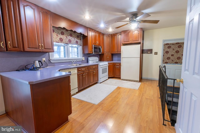 kitchen featuring brown cabinets, light wood-style flooring, a sink, white appliances, and ceiling fan