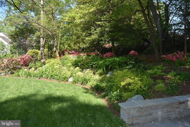 3517 Woodbine St, Chevy Chase, MD 20815 - view of yard