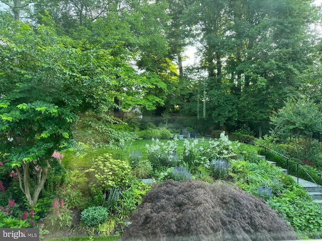3517 Woodbine St, Chevy Chase, MD 20815 - view of nature