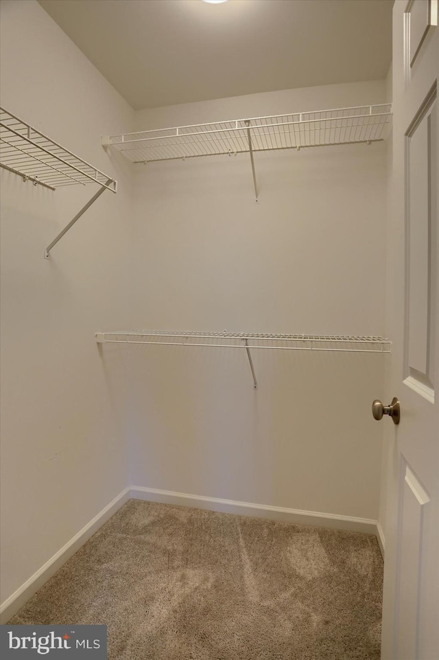 walk in closet featuring carpet floors