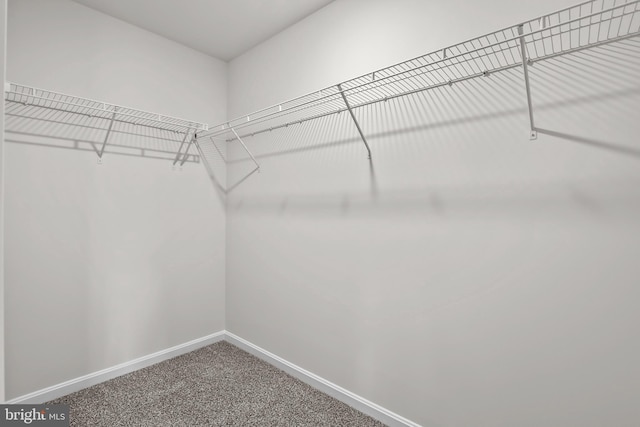 walk in closet featuring carpet