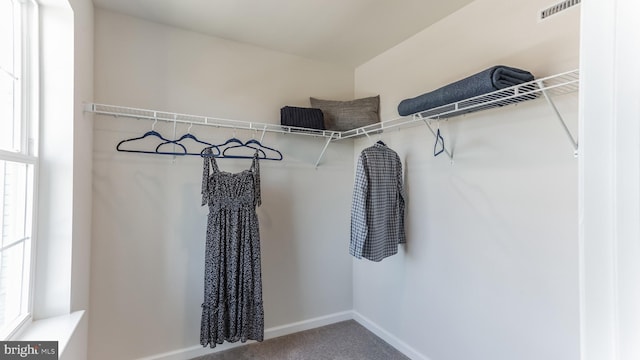 walk in closet featuring visible vents and carpet