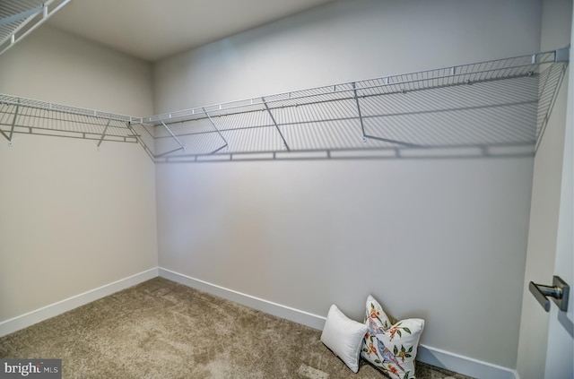 spacious closet with carpet