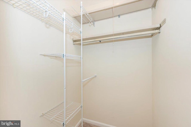 spacious closet featuring carpet
