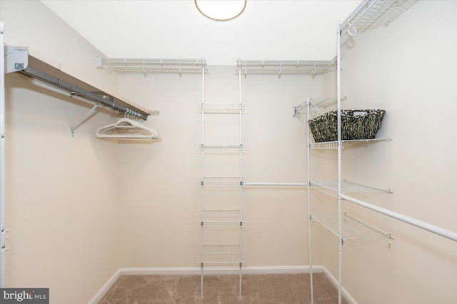 walk in closet featuring carpet flooring