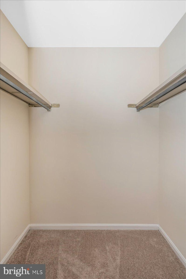walk in closet with carpet floors