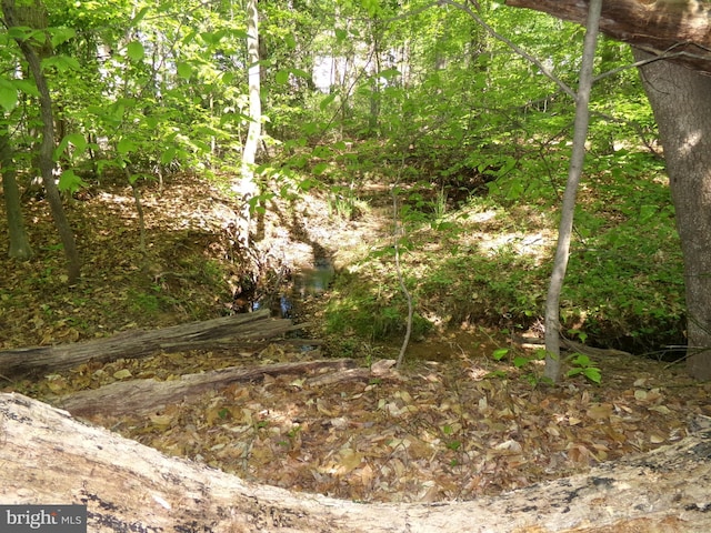 view of local wilderness