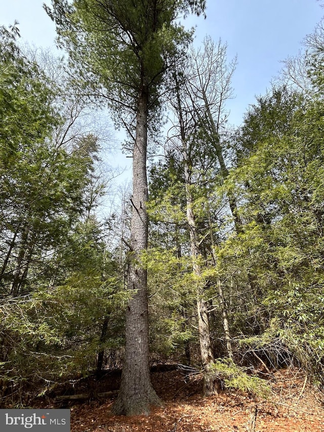 385 Elk Crk, Aaronsburg, PA 16820 - view of local wilderness