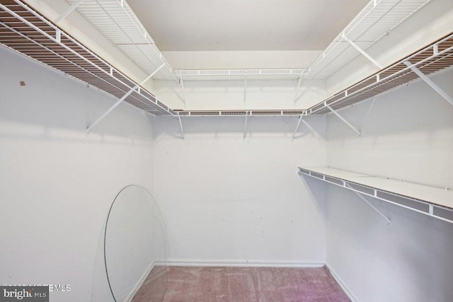 spacious closet featuring carpet floors