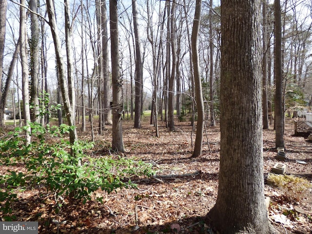 view of local wilderness
