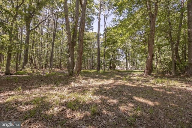 26547 Old State Rd, Crisfield, MD 21817 - view of tree filled area