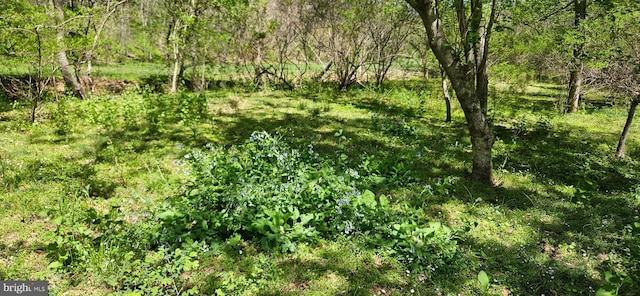 view of local wilderness